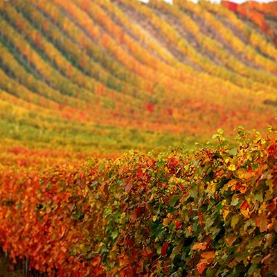 Bodegas Larchago Secondary Image @2x