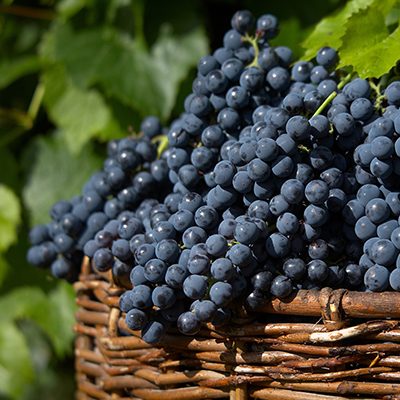 Zanatta Secondary Image @2x