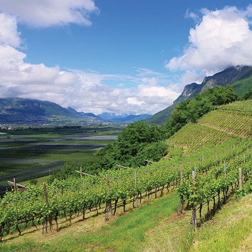 Schenk-Italian-Wineries